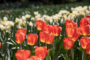 Hollanda 'daki lale çiftliği. İlkbaharda lale tarlalarıyla geleneksel Hollanda kırsal manzarası.