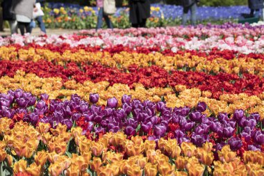 Hollanda 'daki lale çiftliği. İlkbaharda lale tarlalarıyla geleneksel Hollanda kırsal manzarası.