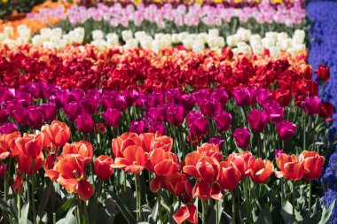 Hollanda 'daki lale çiftliği. İlkbaharda lale tarlalarıyla geleneksel Hollanda kırsal manzarası.