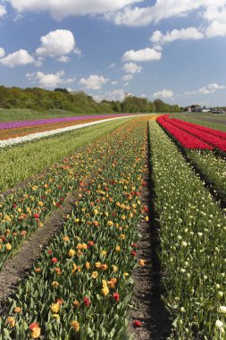 Hollanda 'daki lale çiftliği. İlkbaharda lale tarlalarıyla geleneksel Hollanda kırsal manzarası.