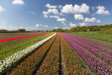 Hollanda 'daki lale çiftliği. İlkbaharda lale tarlalarıyla geleneksel Hollanda kırsal manzarası.