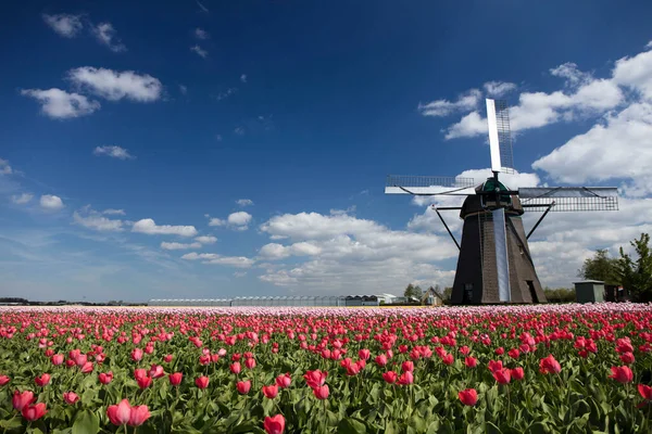 Plantacja Tulipanów Holandii Tradycyjny Holenderski Krajobraz Wiejski Polami Tulipanów Wiosną — Zdjęcie stockowe