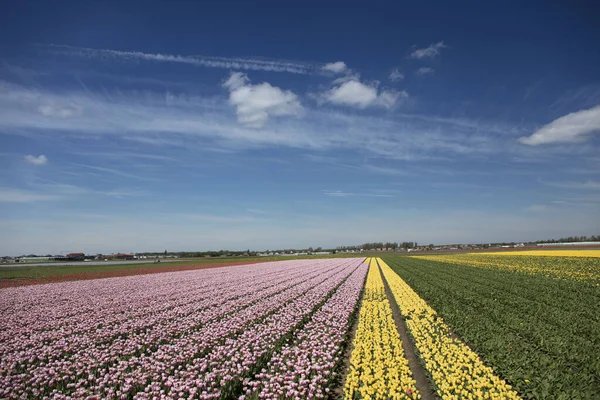 オランダのチューリップ農園 春の間にチューリップのフィールドと伝統的なオランダの農村風景 — ストック写真