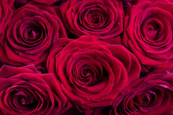 母亲节的概念 送给母亲的礼物 一束玫瑰 — 图库照片