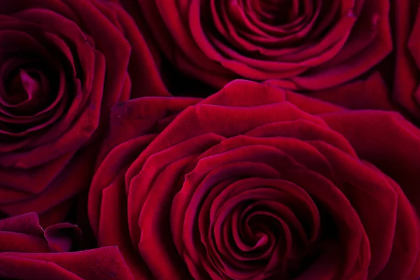 Conceito Dia Das Mães Presente Mãe Buquê Rosas — Fotografia de Stock