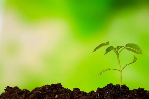 Close-up of green seedling growing out of soil — Stock Photo, Image