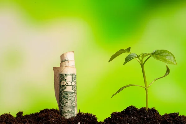 Close-up of green seedling growing out of soil — Stock Photo, Image