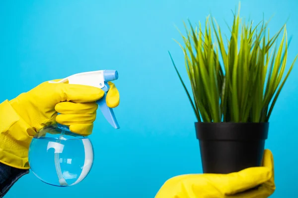 Woman hands spraying leaves of green plant with water — Stok fotoğraf