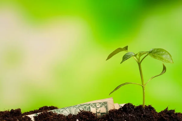 Image of bank notes rolled around plants on soil for business — Stock Photo, Image