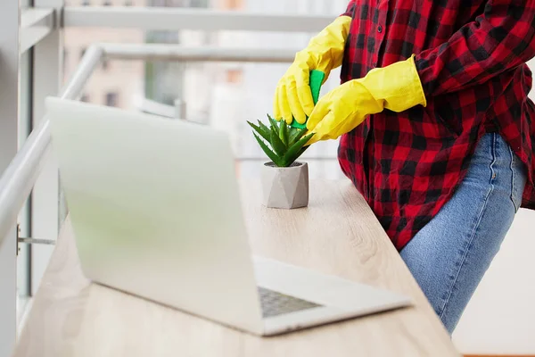사무실에 있는 식물의 잎을 헝겊으로 닦는 여자 청소부. — 스톡 사진