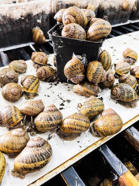 Salyangoz yuvası için üreme masası, özel raflarda bir sürü sümüklüböcek.