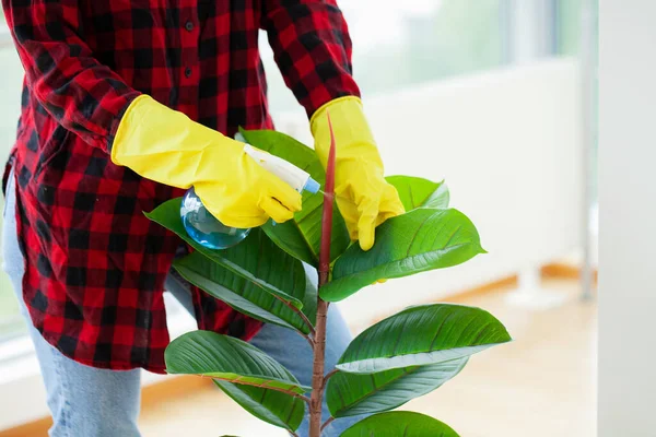 Dona Casa Feliz Com Spray Cuidando Plantas Sua Casa — Fotografia de Stock