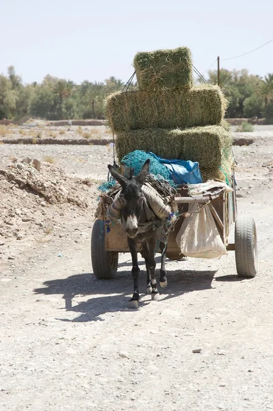 Donkey carriage — Stock Photo, Image