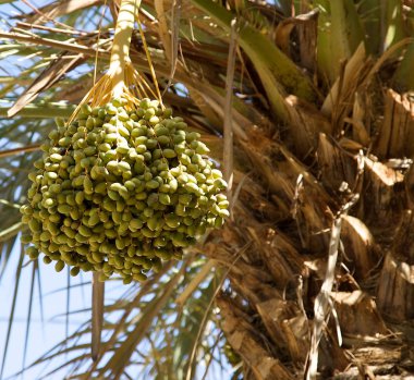 Hurma ağacı (Phoenix dactylifera)