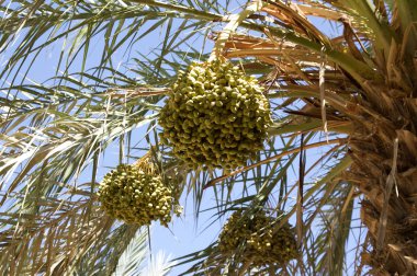 Hurma ağacı (Phoenix dactylifera)