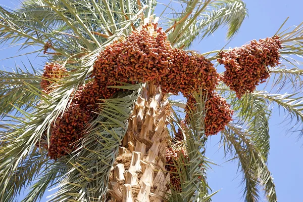Datum Palm Tree (Phoenix dactylifera) — Stockfoto