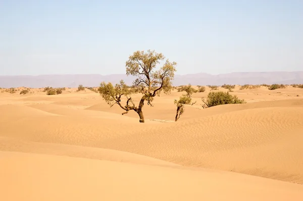 Paisaje del desierto — Foto de Stock