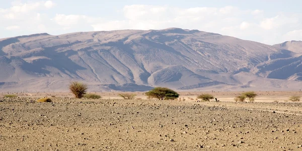 Desierto plano —  Fotos de Stock