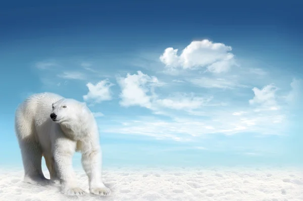 Orso polare (ursus maritimus) — Foto Stock