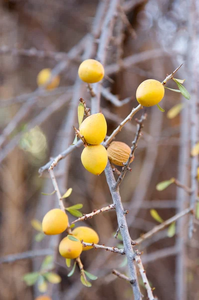 Argan fruits — Stock Photo, Image