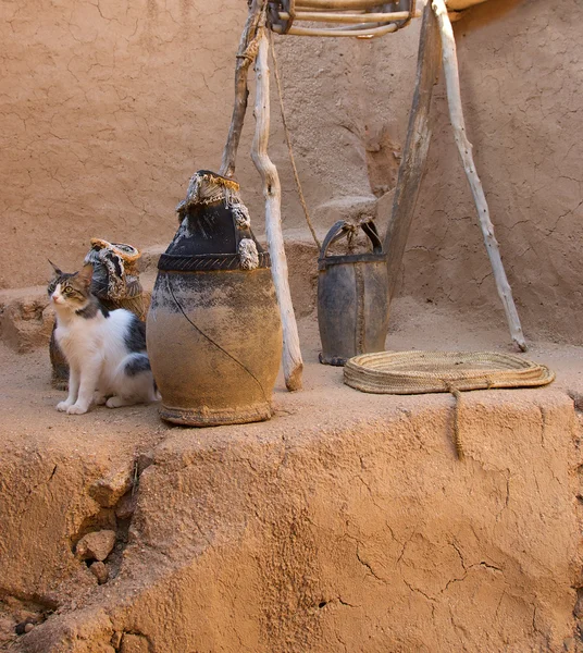 Haustier, Katze Marokko — Stockfoto