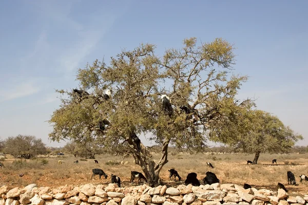 Geiten op de boom — Stockfoto