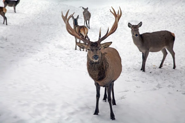 Rådjur (Cervus italicus) — Stockfoto