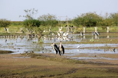 Marabut leylek (Leptoptilos crumeniferus)