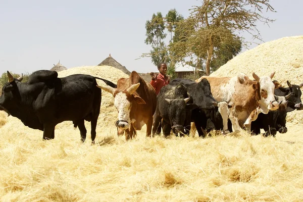 Africa harvesting — Stock Photo, Image