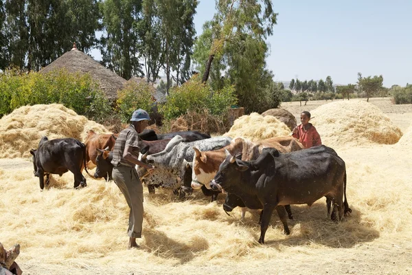 Africa harvesting — Stock Photo, Image