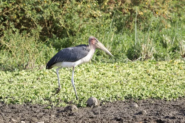 Марабу аист (Leptoptilos crumeniferus ) — стоковое фото