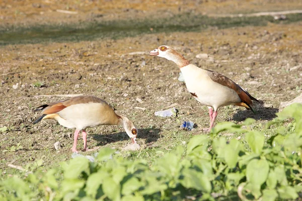 Egyptian goose ( Alopochen aegyptiaca) — Stock Photo, Image