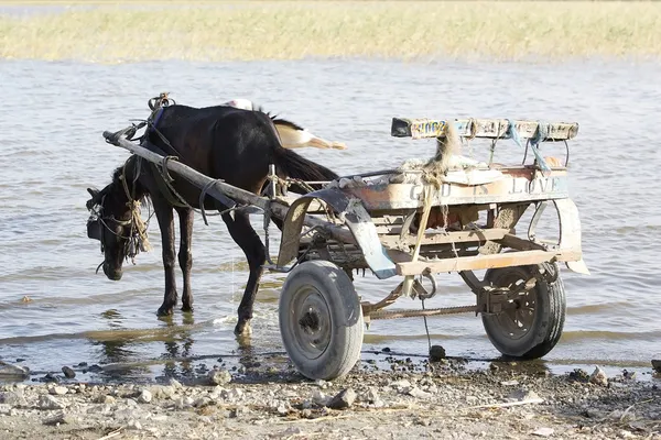 Etiopský koňským povozem — Stock fotografie