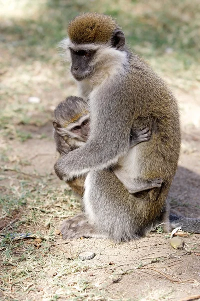Vervet μαϊμού (Cercopithecus ethiops) — Φωτογραφία Αρχείου