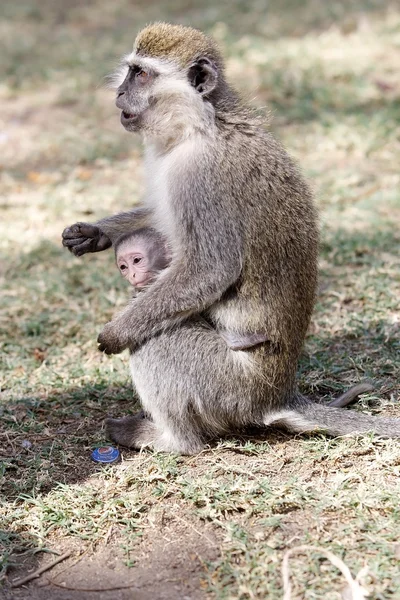 Vervet μαϊμού (Cercopithecus ethiops) — Φωτογραφία Αρχείου
