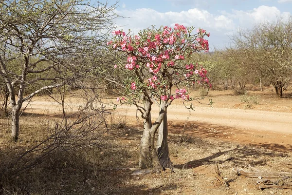 Pachypodium boom — Stockfoto