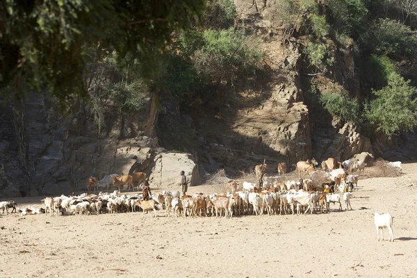 African and cattle — Stock Photo, Image