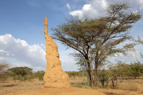 Montículo de termitas —  Fotos de Stock