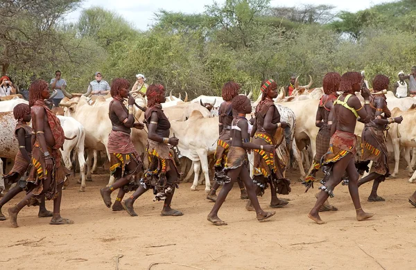 Afrikanska kvinnor och nötkreatur — Stockfoto