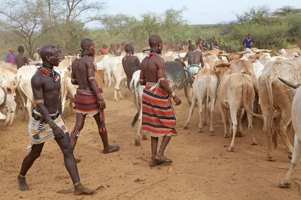 非洲男子和牛 — 图库照片