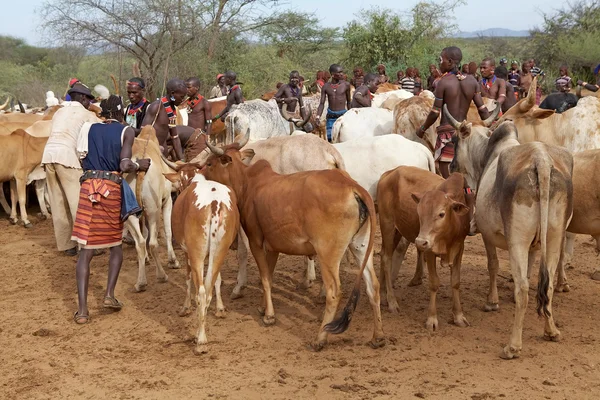 Afrikanische Männer und Rinder — Stockfoto