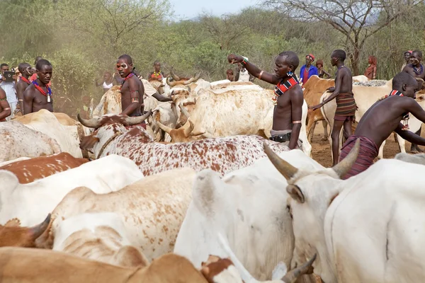 Hombres y ganado africanos — Foto de Stock