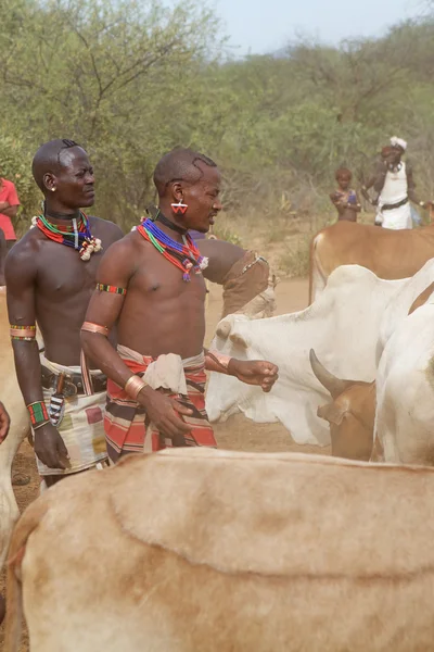Afrikanska män och nötkreatur — Stockfoto