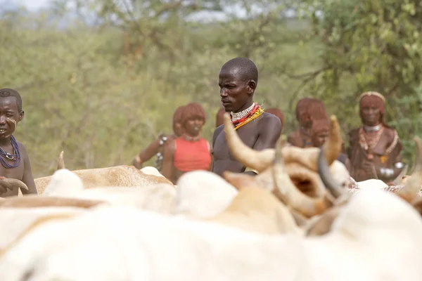 Afrikaanse mens en vee — Stockfoto