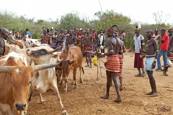 Afrikanska män och nötkreatur — Stockfoto