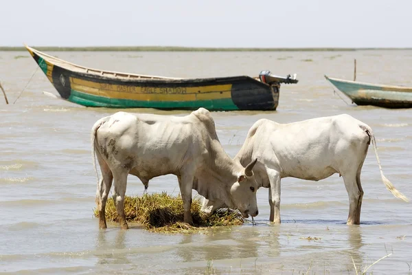 Afrikanska nötkreatur — Stockfoto