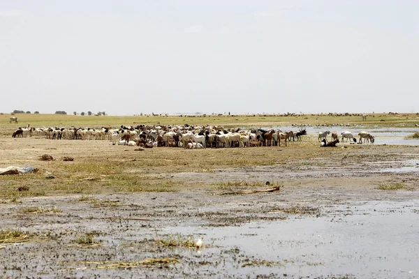 Goats along the shore of the african lake — Stock Photo, Image