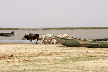 Turkana Gölü '