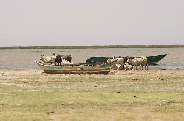 Lago Turkana — Foto Stock