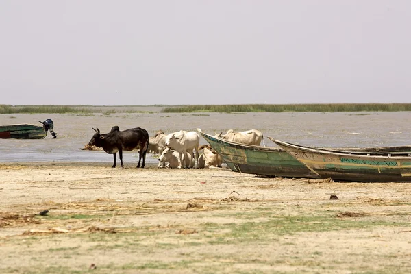 호수 Turkana — 스톡 사진